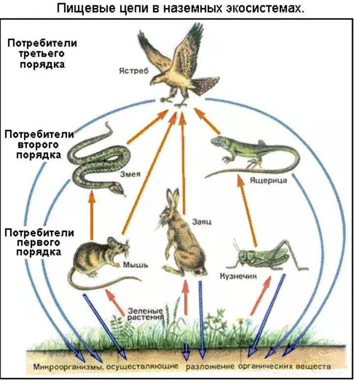 Второе звено в цепи питания составляют. Схема пищевых связей. Трофические связи схема пищевых связей. Трофическая цепь, пищевая цепь, цепь питания есть:. Трофические уровни экосистемы схема.