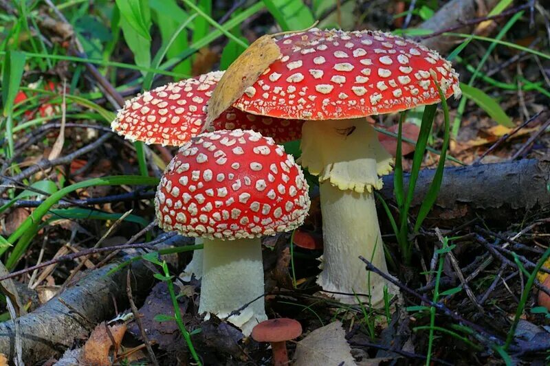 Кестені безендіруге қолданылған фрагмент атауын жазыңыз саңырауқұлақтар. Паразит саңырауқулатар. Мухомор красный и пантерный и королевский. Тип fungi фото. Грибы fungi.