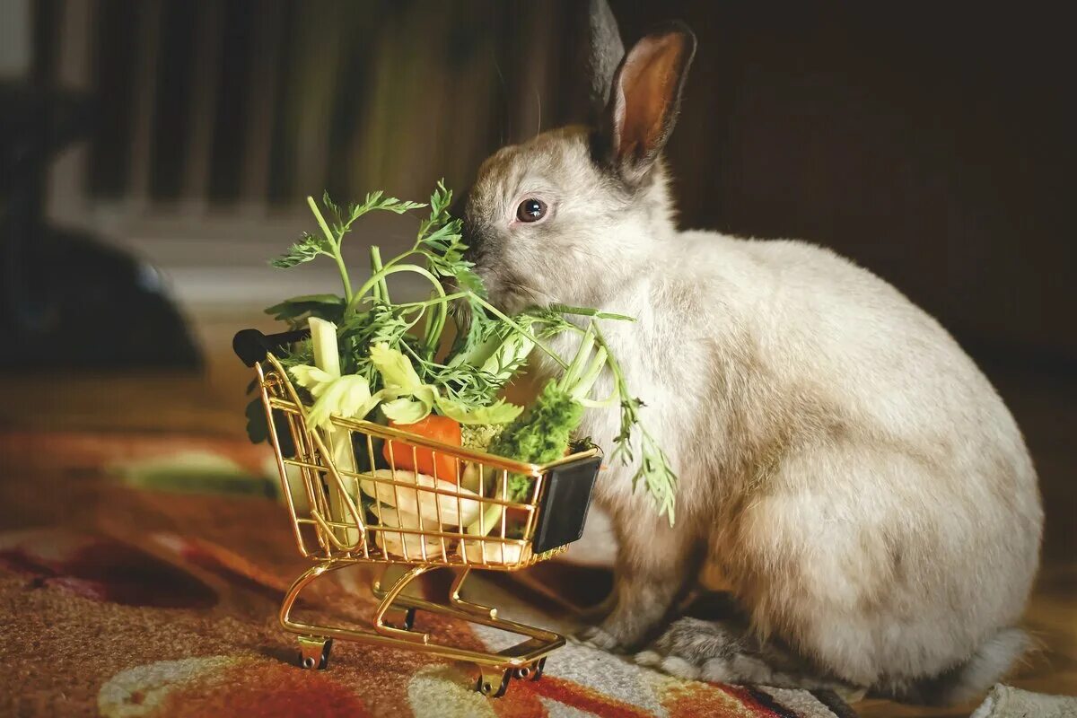 Кролик фото. Кролик домашний. Еда для кроликов декоративных. Кролик домашний декоративный. Кролик года жизни