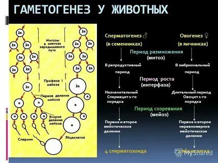 Установите соответствие признаки гаметогенеза виды гаметогенеза
