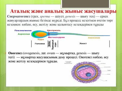 Презерватив туралы порно видеолар мен мультфильмдер