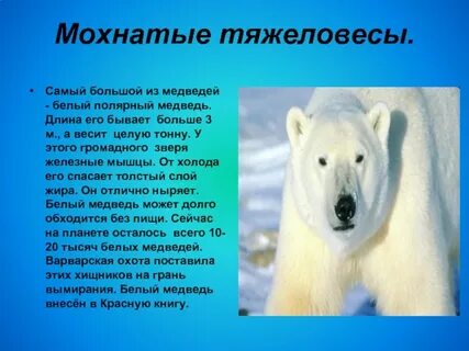 Мохнатый ребенок краткое содержание