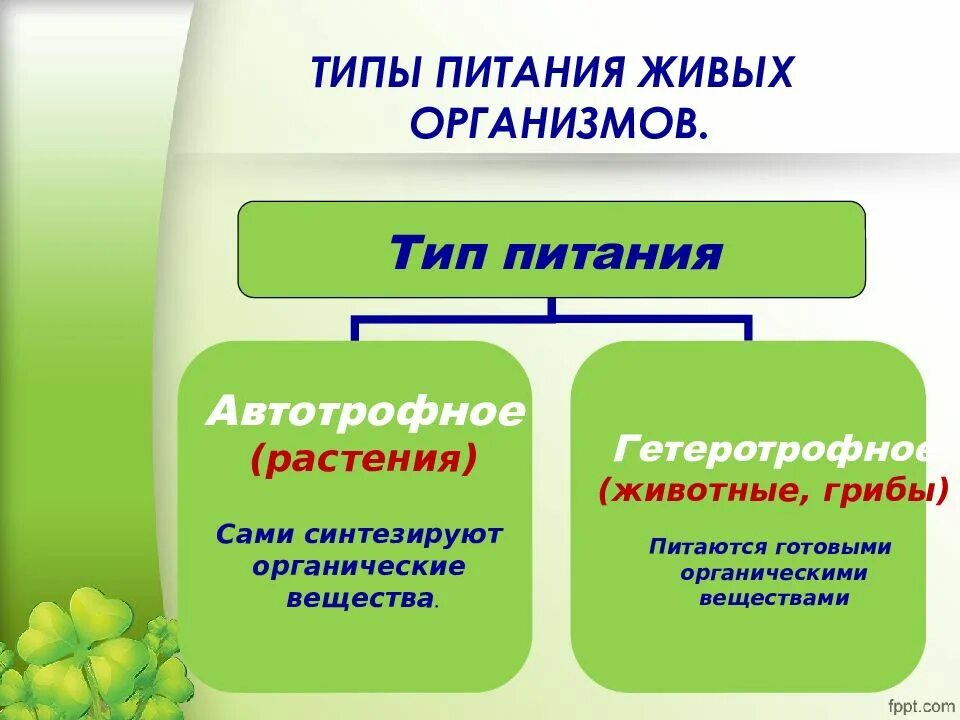 Какие типы питания характерны для животных. Типы питания живых организмов таблица. типы питания растений 6 класс биология. чем отличается питание растений от питания грибов и животных. тип питания растений и животных.