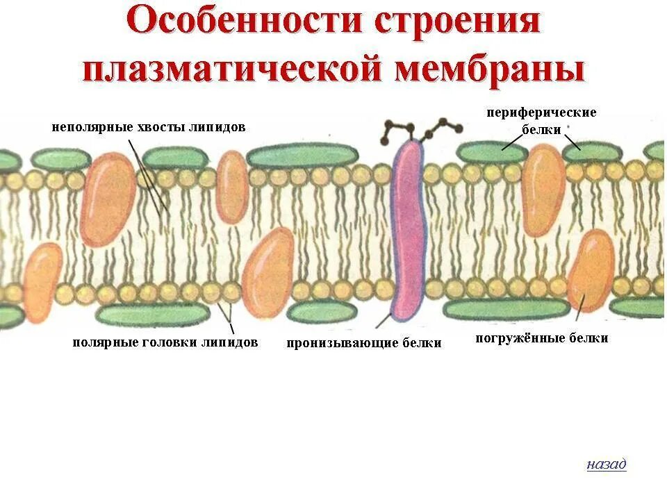 Плазматическая мембрана клетки не выполняет функции. Схема строения плазматической мембраны. особенности строения плазматической мембраны. строение плазматической мембраны клетки. схема строения клеточной мембраны.