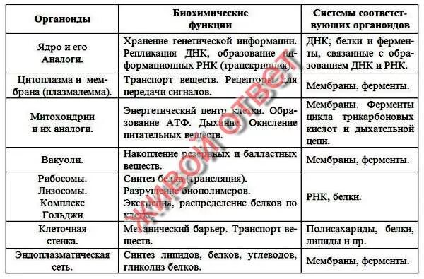 Заполните таблицу строение живой клетки. Заполните таблицу строение живой клетки