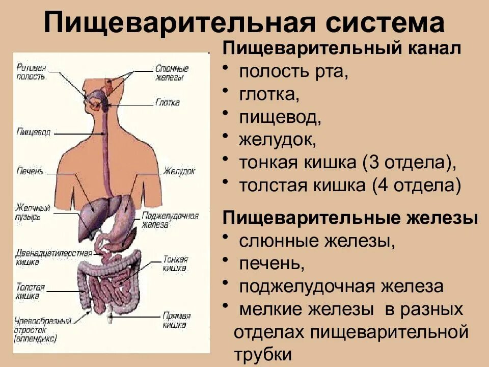 Придаточная железа у мужчин. Органы пищеварительной системы система анатомия. Строение и функции системы пищеварения. Схема пищеварительная система и железы человека. Строение пищеварительной системы и функции схема.