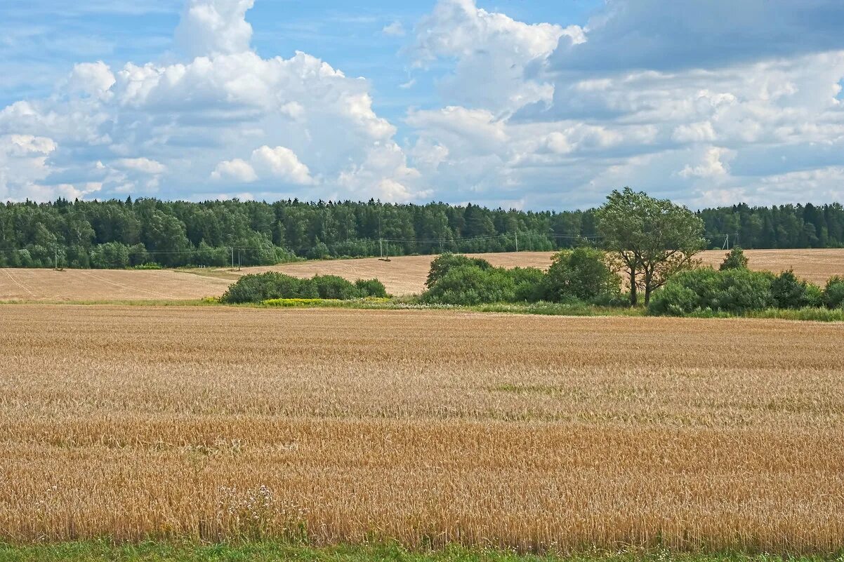 Поле александре. Красивые картинки природы пейзажи лето. С полюшко черниговская область фото. Поле александре. Луга.