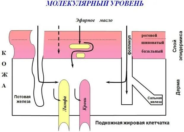 Действие масел на организм