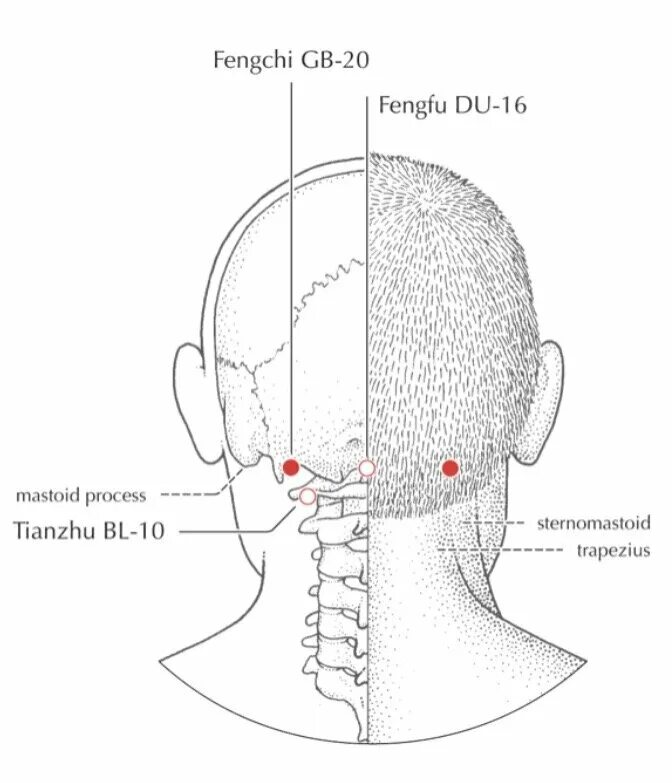 Practice points. Gb 20 точка. акупрессура gb20. fengchi точка. acupuncture points.