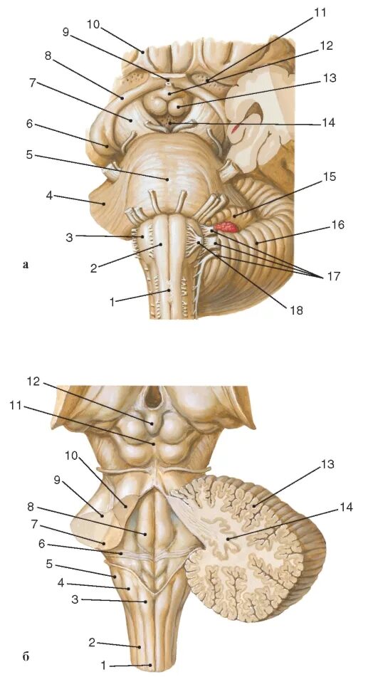 Вентральная поверхность продолговатого мозга. Ствол головного мозга спереди. Задняя срединная борозда продолговатого мозга. Ствол продолговатого мозга вид спереди. Продолговатый мозг анатомия.