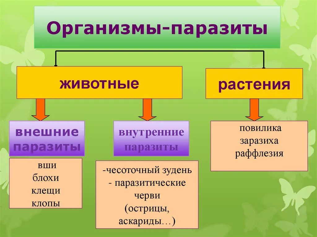 Презентация организменная среда 5 класс. Паразитические организмы. Животные паразиты примеры 5 класс. Обитатели организменной среды. Организменная среда обитания.