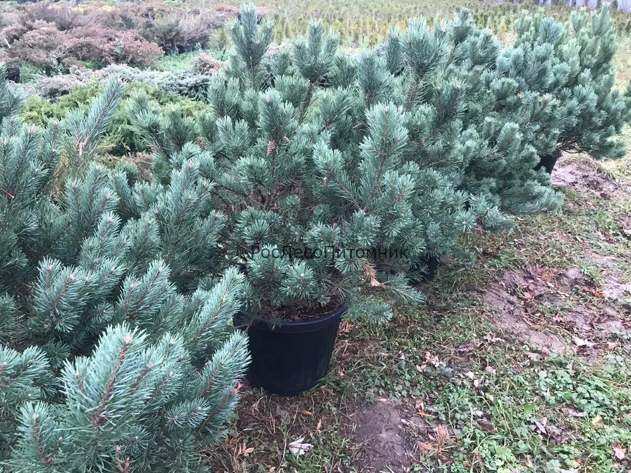 Сосна Горная Watereri. Сосна Pinus Sylvestris Watereri. Сосна Sylvestris Watereri c2. Сосна "Watereri" ниваки. Сосна ватерери купить