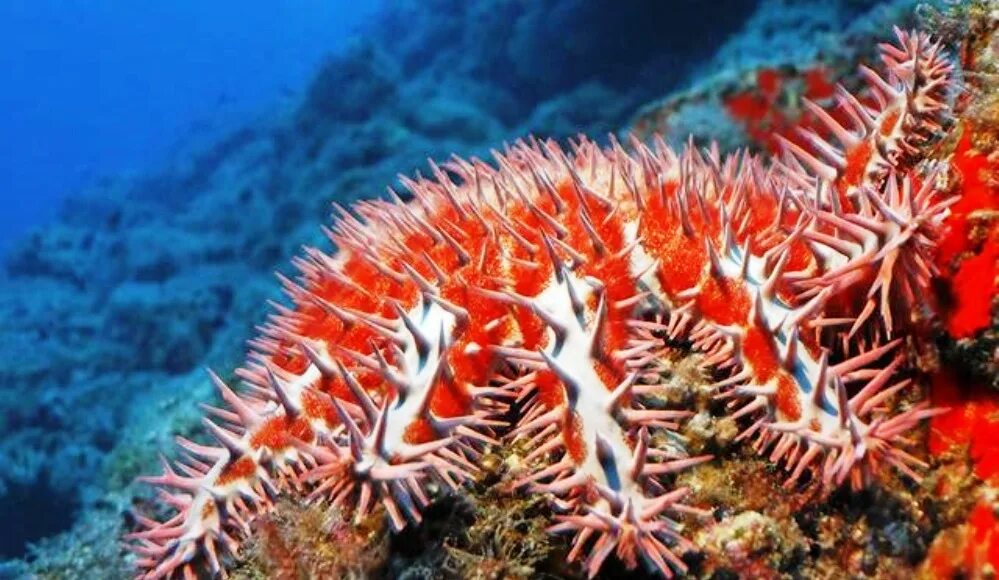 Терновый венец (Acanthaster planci). Терновый венец морская звезда. Акантастер морская звезда. Ядовитая морская звезда Терновый венец.