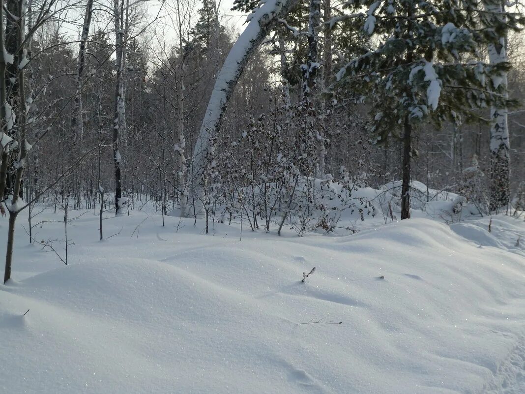 Ангарский лес