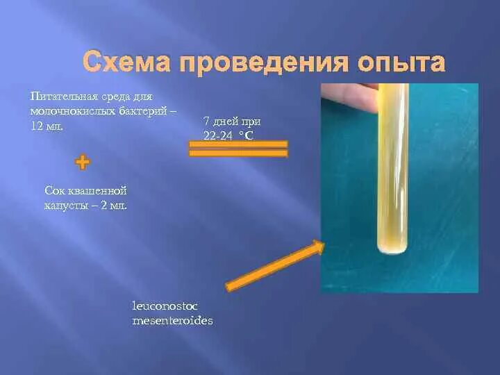 Рост бактерий на жидких питательных средах. Молочнокислые бактерии на питательной среде. Характер роста бактерий на питательных средах. Характер роста на жидких питательных средах.