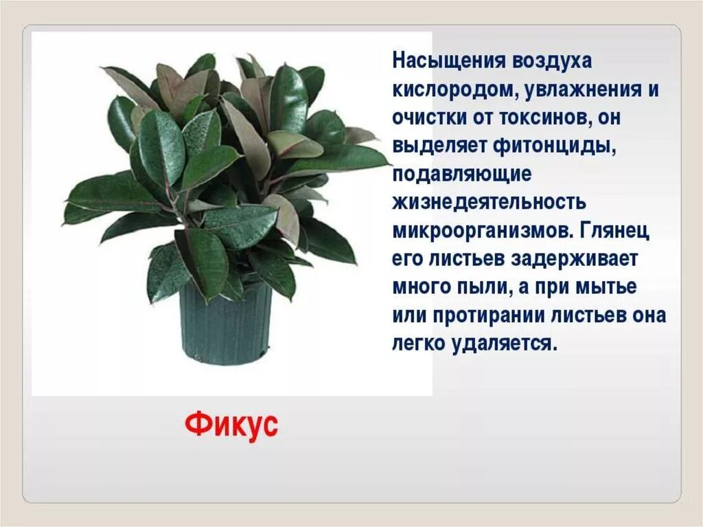 Фикус жестколистный. Фикус бенджамина каучуконосный. Комнатные растения описание. Хлорофитум комнатное растение. Фикус комнатное растение описание.