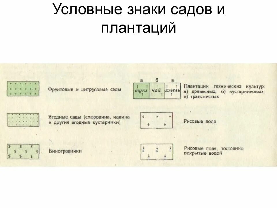 Условный. Условный топографический знак фруктовый сад. Условный знак фруктовый сад на топографической карте. Топографическое обозначение фруктовый сад. Условные обозначения на топографических картах фруктовый сад.