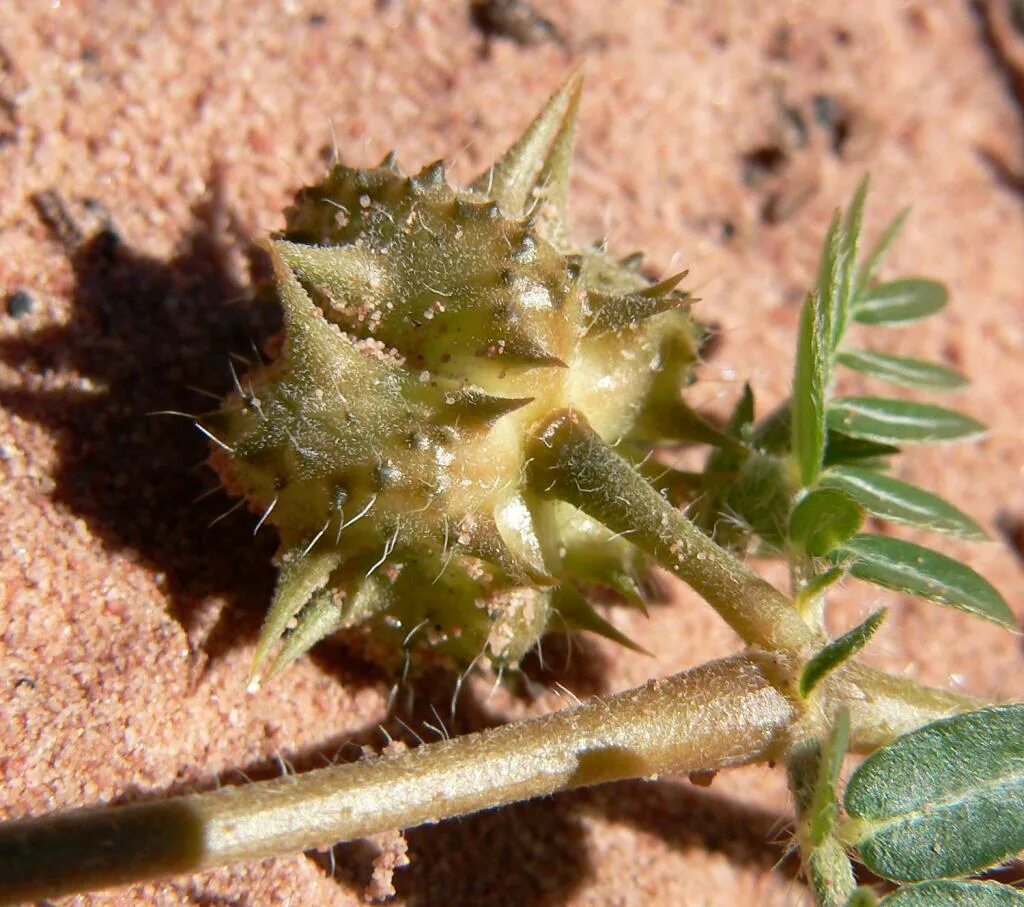 Tribulus terrestris (якорцы. Трибулус террестрис (Tribulus terrestris). Tribulus terrestris растения. Якорцы стелющиеся (Tribulus terrestris).