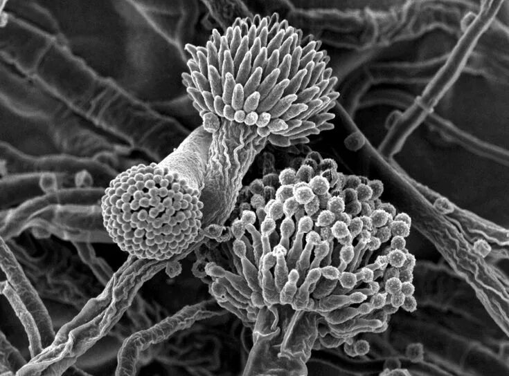 micro world, microscope Nanotechnology, Bread mold, Microscope