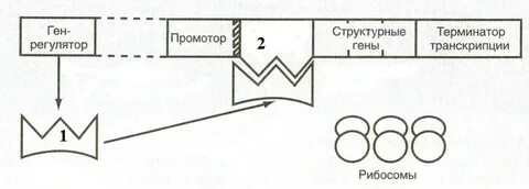 Отсутствовать ген