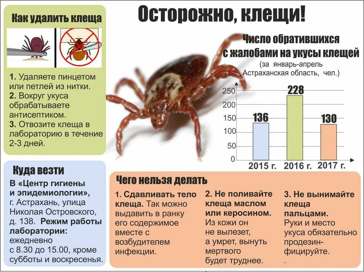 Клещи клещевой энцефалит. Клещи боррелиоз и энцефалит. Клещи иксодовые клещевой энцефалит. Клещевой боррелиоз симптомы укуса клеща. Признаки энцефалита после укуса