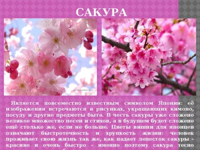 Сакура что означает. Сообщение о дереве Сакура. Сакура описание. Сакура дерево описание. Сакура интересные факты.