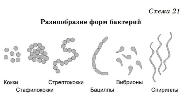 Формы бактериальных клеток. Формы бактерий 7 класс. Различные формы бактериальных клеток. Разнообразие форм бактерий. Сделайте вывод о разнообразии форм тела бактерий