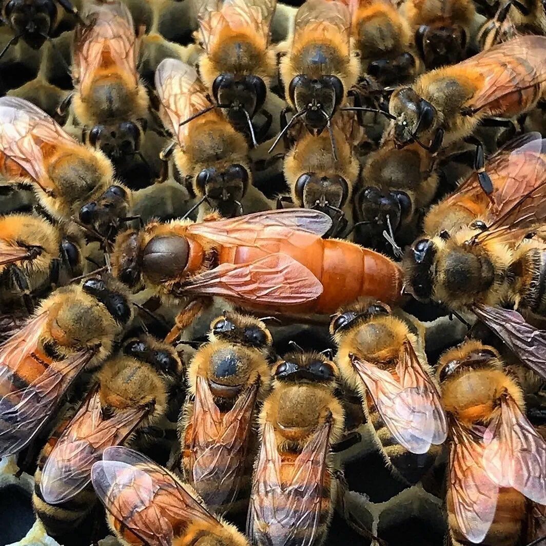 Породы пчел купить. Пчела Бакфаст. Пчеломатки Бакфаст. Бакфаст Карника Карпатка. Матка Бакфаст.
