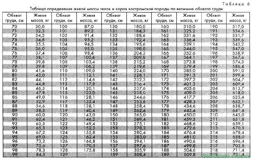 Таблица КРС Быков живым весом. Таблица измерения живого веса КРС быки. Таблица замера крупного рогатого скота. Таблица измерения веса телят. Таблица быков живой