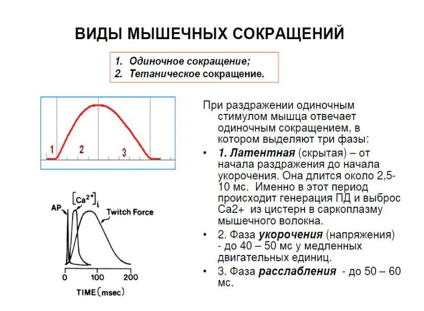 Сокращение мышцы происходит в результате. Фазы одиночного сокращения мышцы. периоды одиночного мышечного сокращения. соотношение цикла возбуждения и сокращения скелетной мышцы. график одиночного мышечного сокращения.