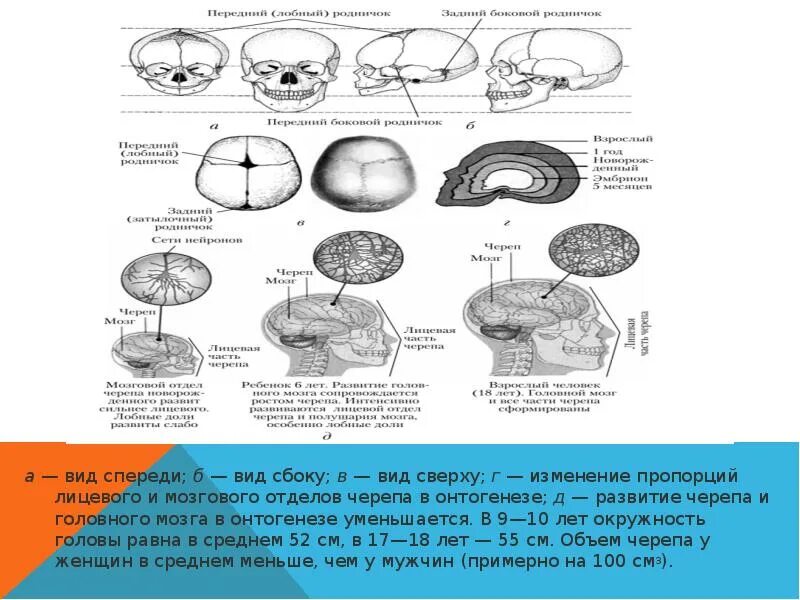 Память в онтогенезе. Схема развития головного мозга фронтальный разрез. Головной мозг опорный конспект. Изучение онтогенеза мозга. Формирование скелета в онтогенезе.