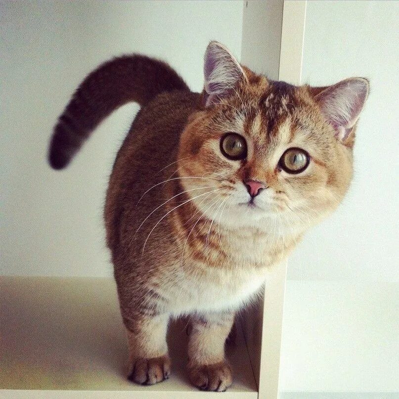 Как зовут котю. Как зовут котю