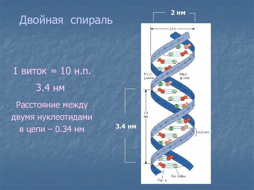 Размеры рнк. Двойная спираль РНК. Цепочка РНК. Спираль ДНК И РНК. Как выглядит РНК.