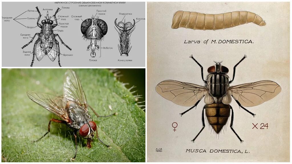 Musca domestica личинки. Личинка комнатной мухи. Musca domestica комнатная Муха. Тип личинки комнатной мухи.