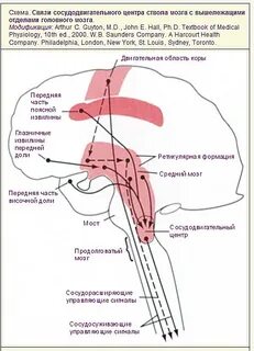 Где находится центр дыхательных рефлексов
