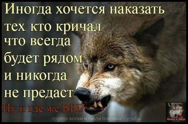 Иногда люди предают. Цитаты про Волков и людей. Волк и предательство. Статусы про Волков. Одинокий волк цитаты.