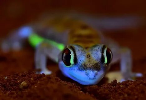 Gecko chrome