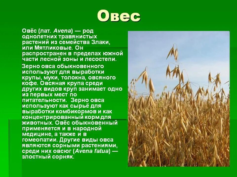 Какие зерновые культуры выращивали в россии. Овес информация. Зерновые культурные растения. Культурные растения овес. Овес злак.