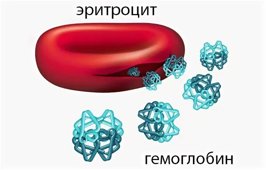 Эритроциты повышены а гемоглобин понижен. Эритроцит молекула гемоглобина. гемоглобин гиф. гемоглобин картинки. гемоглобин молекула на прозрачном фоне.