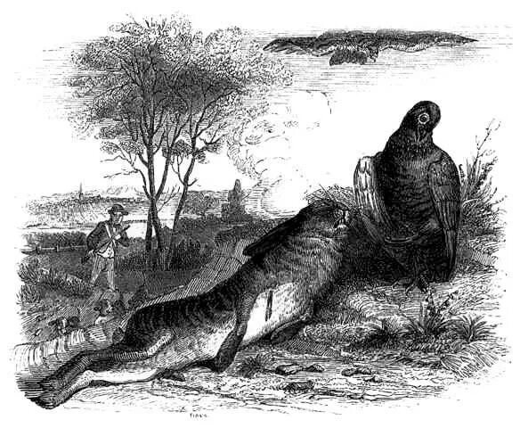 Лафонтен. Лафонтен. Лафонтен басни книга. Басня орел. Лафонтен.