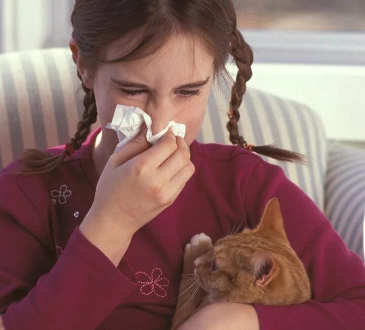 Аллергия на кошек. Кошки для аллергиков.