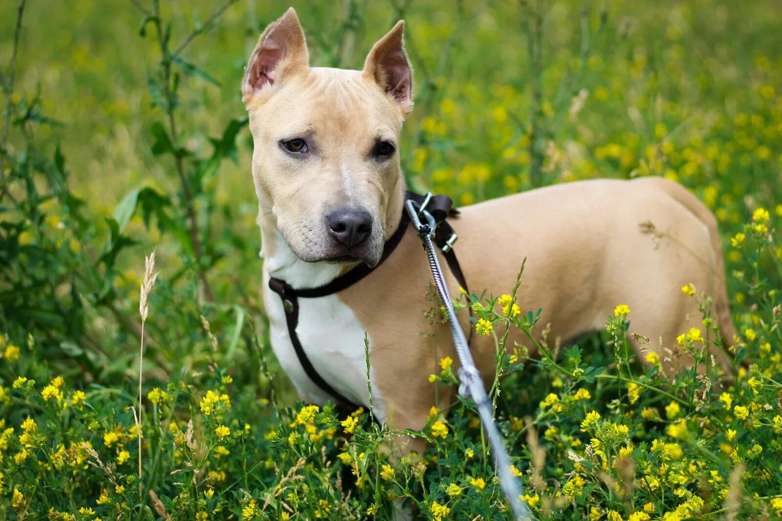 Купирование ушей стаффордширского терьера. Стаффордширский терьер купирование ушей. Стаффордширский терьер купированные. Стаффорд уши купированные. Амстафф уши купированные.