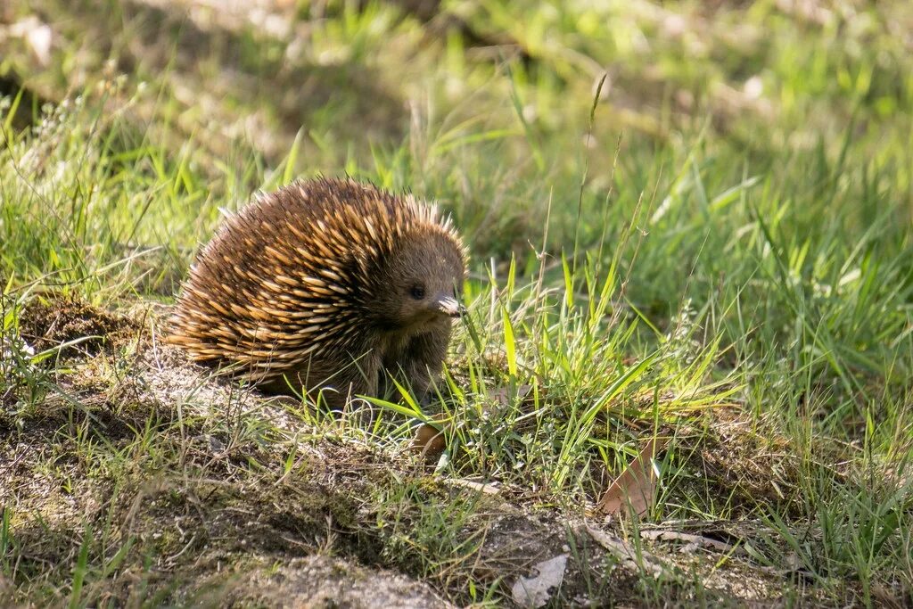 Ехидность. Ехидна. Австралийская ехидна. Spiny Anteater. Ехидна клюв.