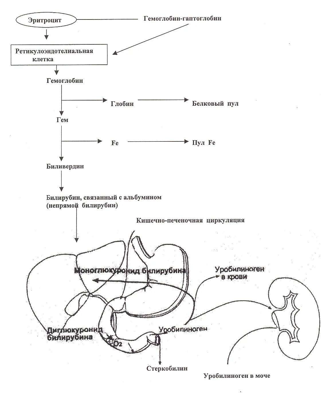 Распад эритроцитов. Схема разрушения гемоглобина. Схема образования гемоглобина. Схема катаболизма гемоглобина. Распад эритроцитов схема.