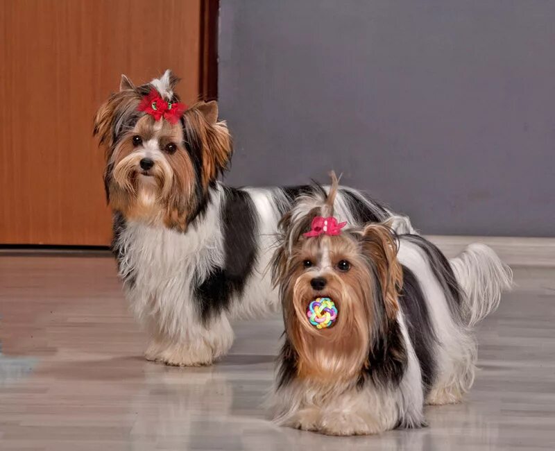 Бивер и йоркширский терьер разница. Йоркширский терьер бивер трёхцветный. Бивер чем отличается йоркширский терьер. Бивер йорк отличие от йоркширского терьера. Бивер чем отличается йоркширский терьер.