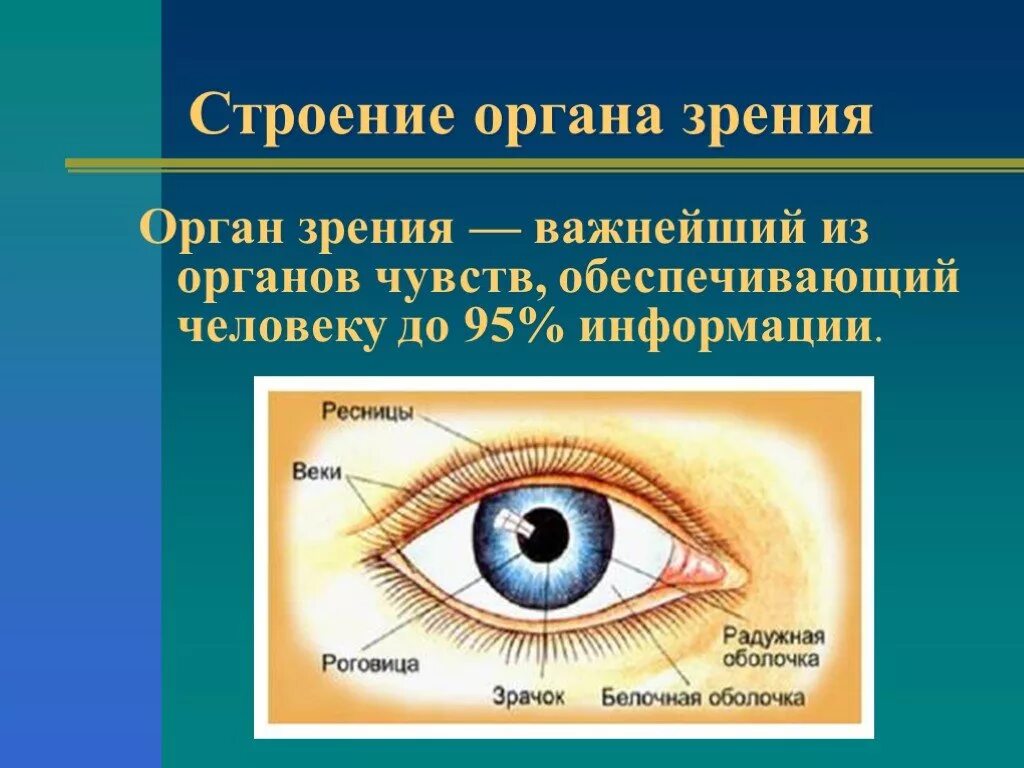 Презентация анализаторы органы чувств. Орган зрения глаз биология 8 класс. Анализатор глаза биология 8 класс. Строение органа зрения человека 8 класс биология. Биология 8 класс орган зрения и зрительный анализатор.