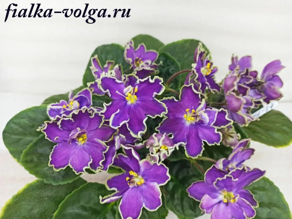 Валькирия скандинавская мифология. Полёт валькирий. Картина полёт. Константин алексеевич васильев валькирия. Полёт валькирий.