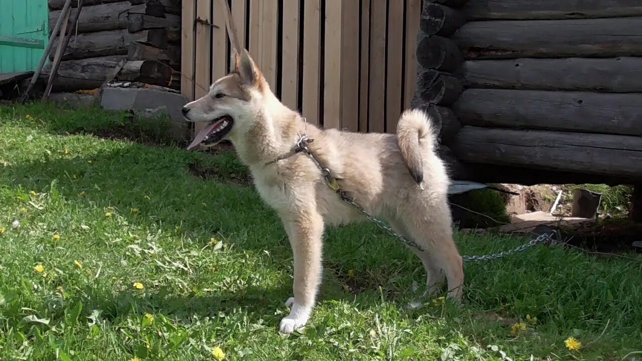 3 лайка. Западносибирская лайка лайки. Западно Сибирская лайка щен. Западно Сибирская лайка щенок 5 месяцев. ЗСЛ лайка 4 месяца.