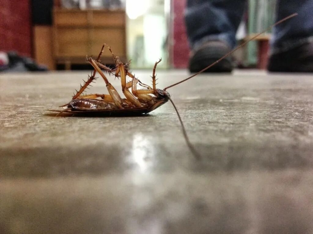 Против тараканов в квартире. Таракан на столе. Против тараканов. Паук длинноножка против муравья. Машенька против тараканов.