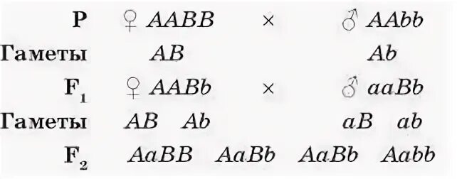 Aabb какие гаметы. Aabb какие гаметы